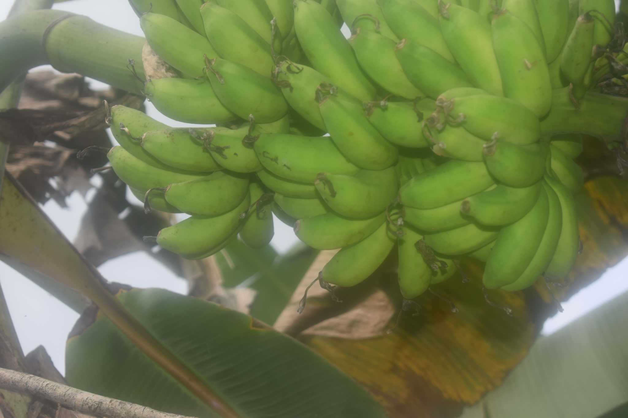 රම්යා කෙසෙල් වගාව
