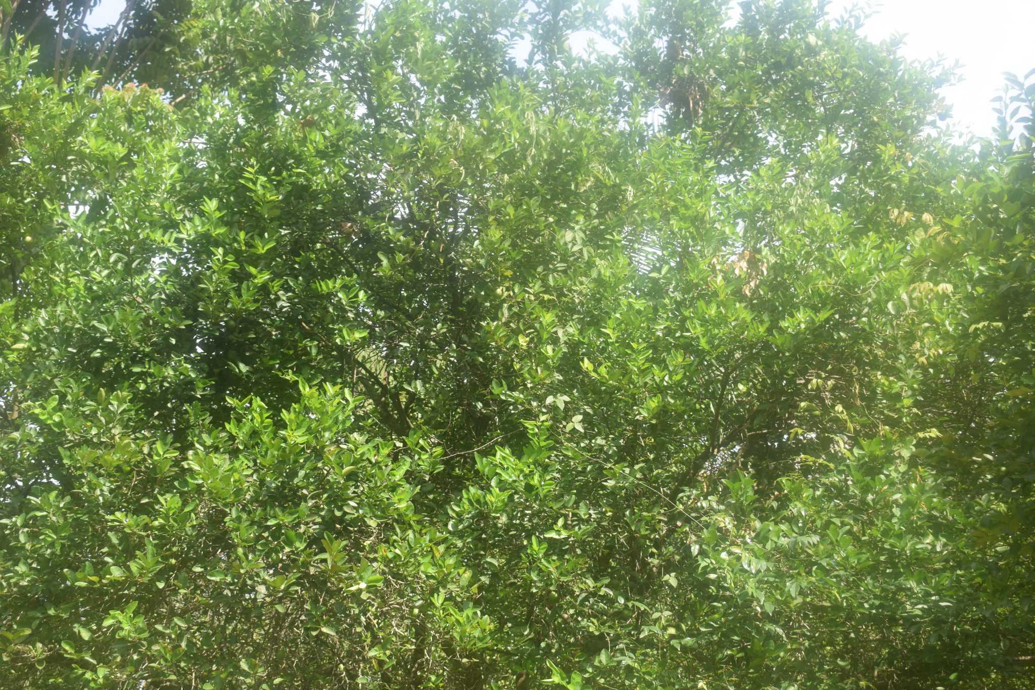 මඩුල්ල දෙහි වගාව
