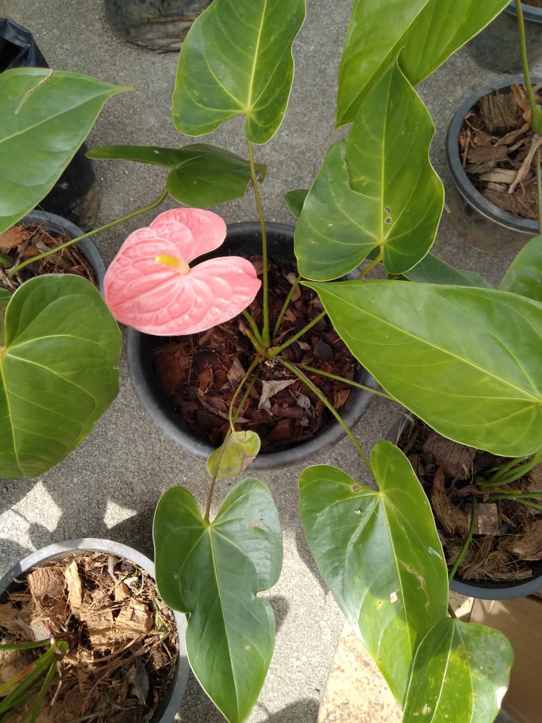 මල් හා පළතුරු