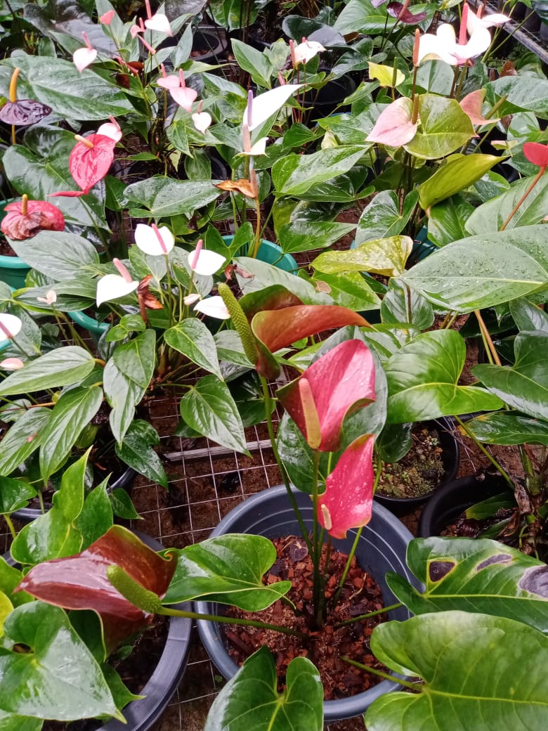 මධාරා මල්පියස