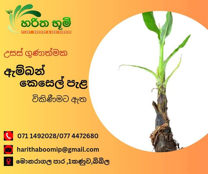හරිත භූමි පැළ තවාන