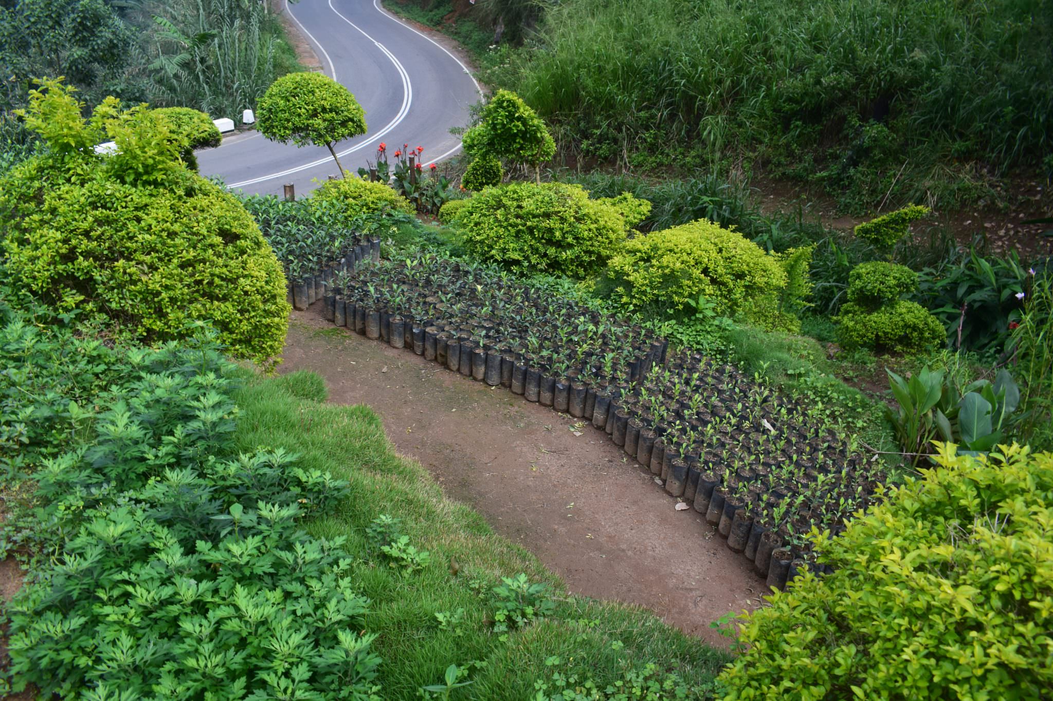 Subashini Plant Nursery