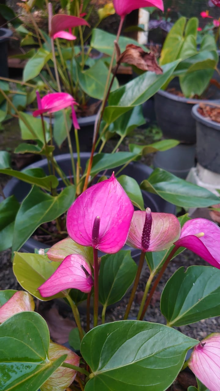 හසි විනූ ඇන්තූරියම්