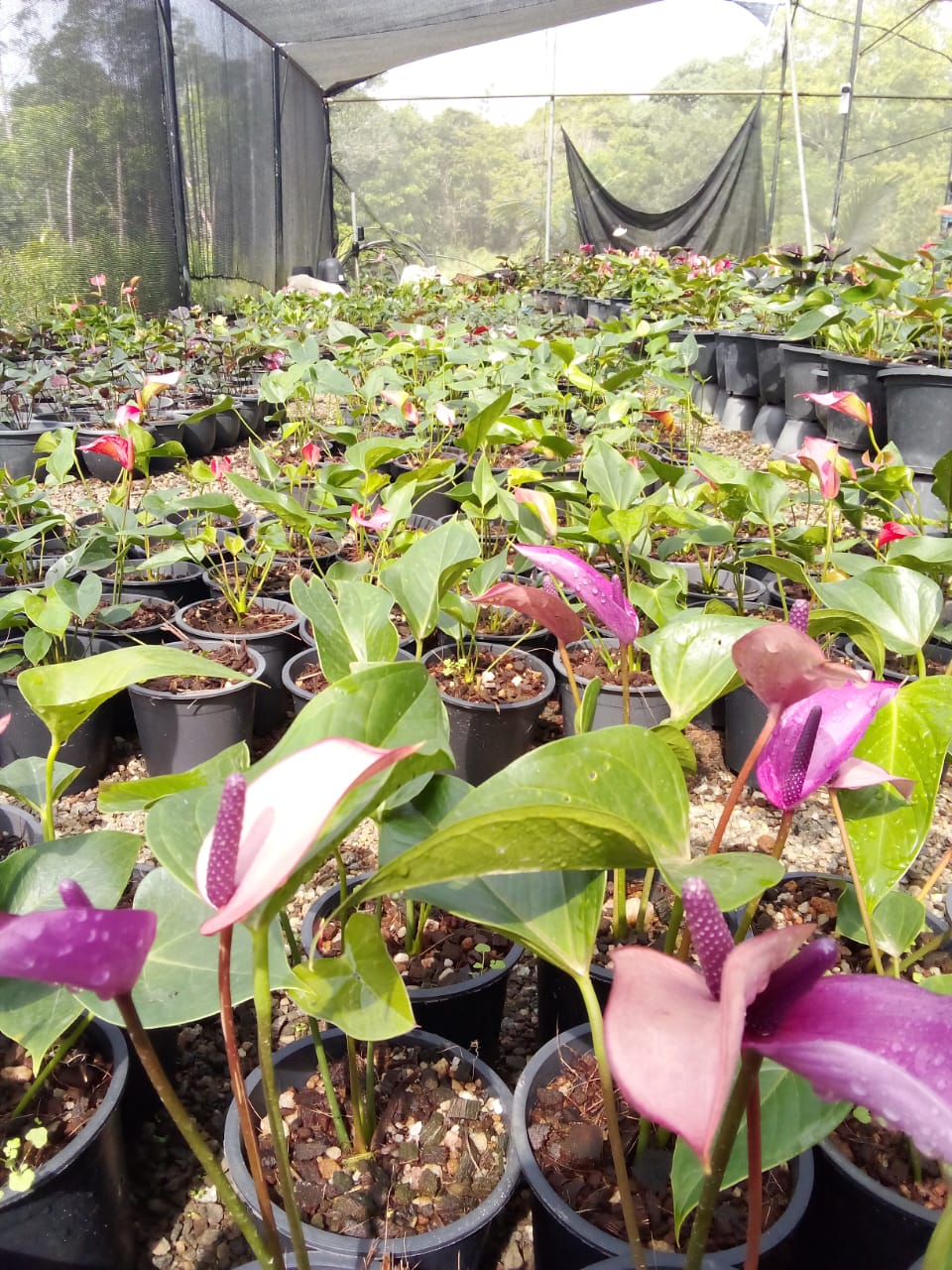 හිරු ඇන්තුරියම්