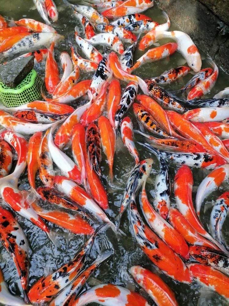 WASANA ORNAMENTAL FISH