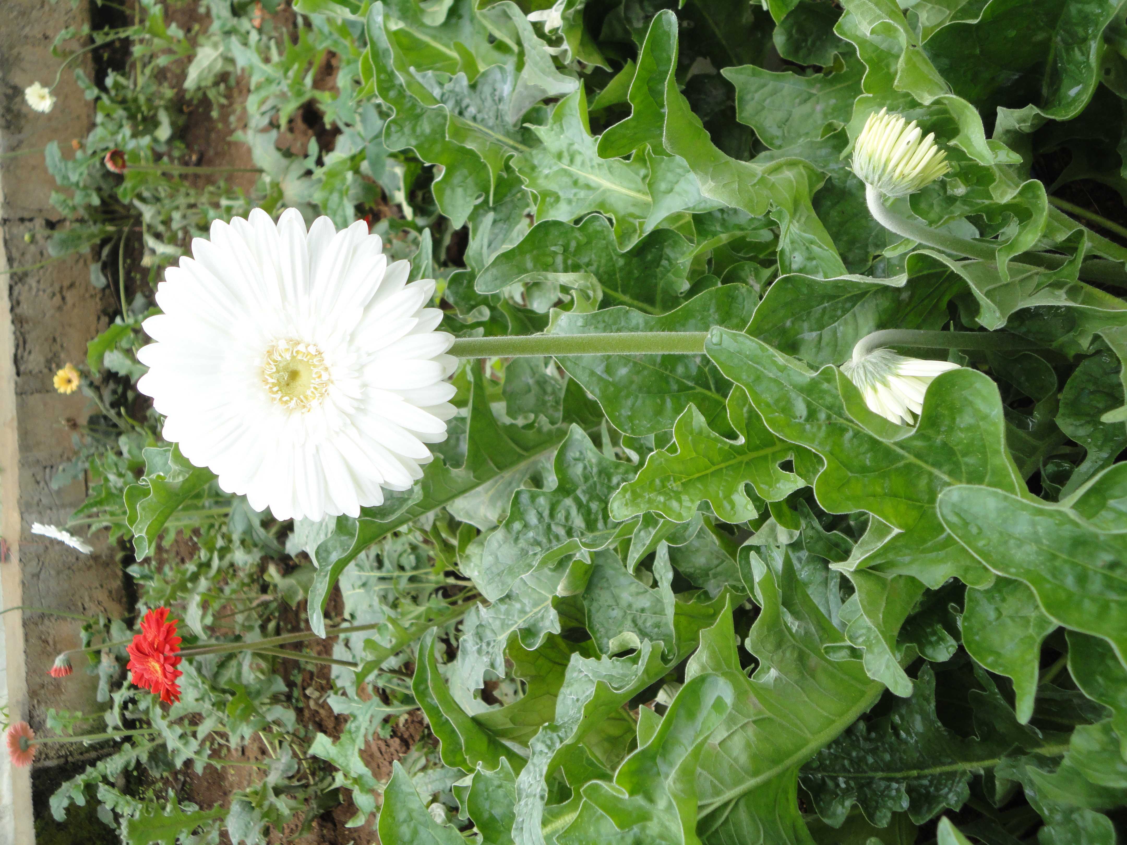 වනසිරි පැළ තවාන