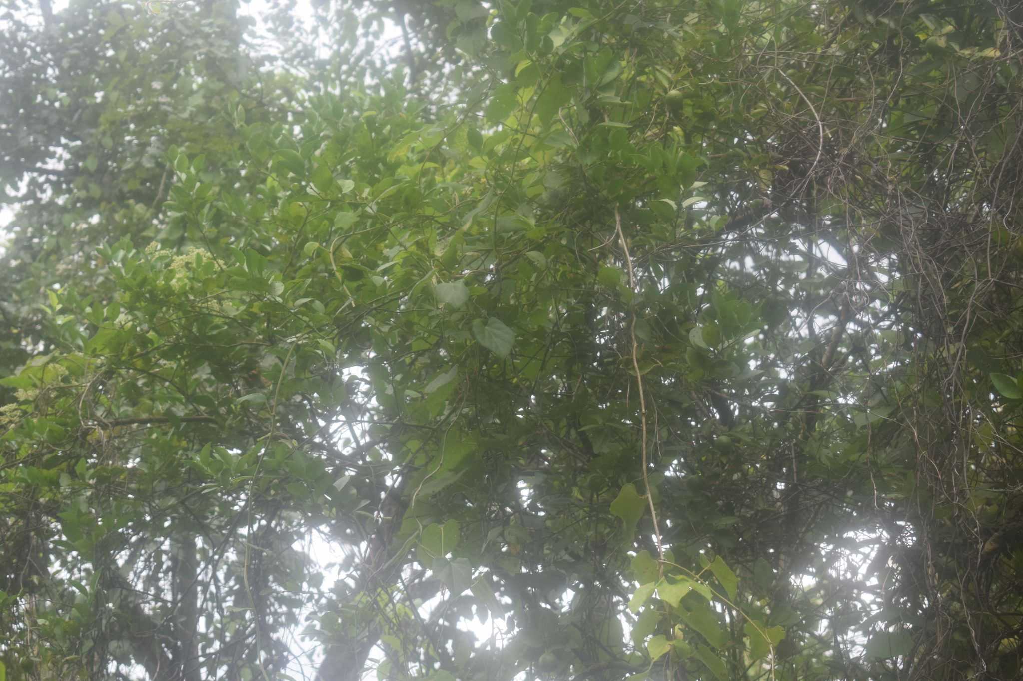 ඩිංගිරි බණ්ඩා දෙහි වගාව