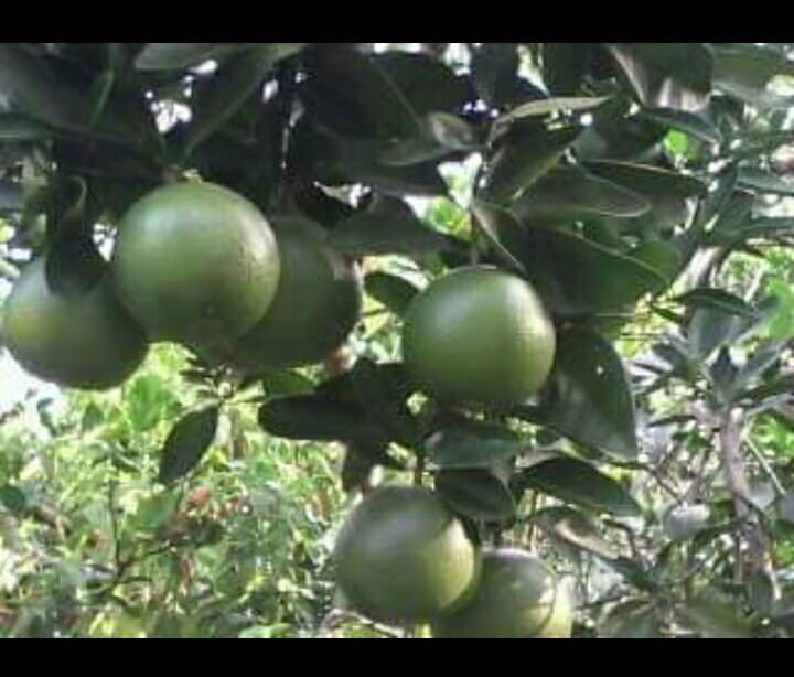 මින්දි ප්රොඩක්ට් (Mindi Products)