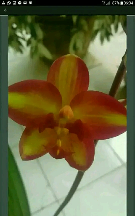 ඕකිඩ් වැල්ලවාය