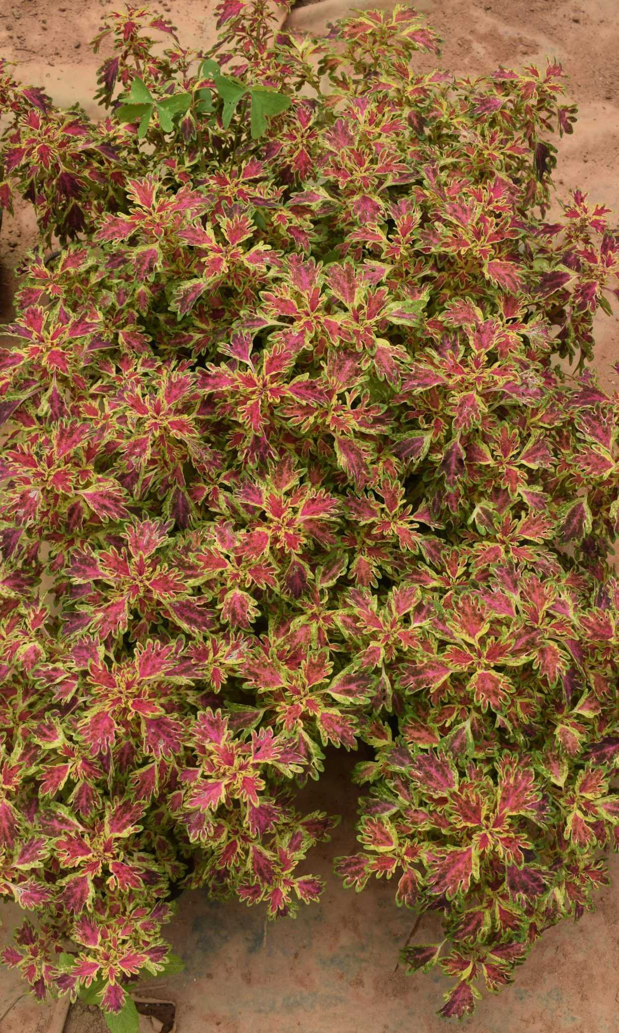 Anuruddha Flower Nursery