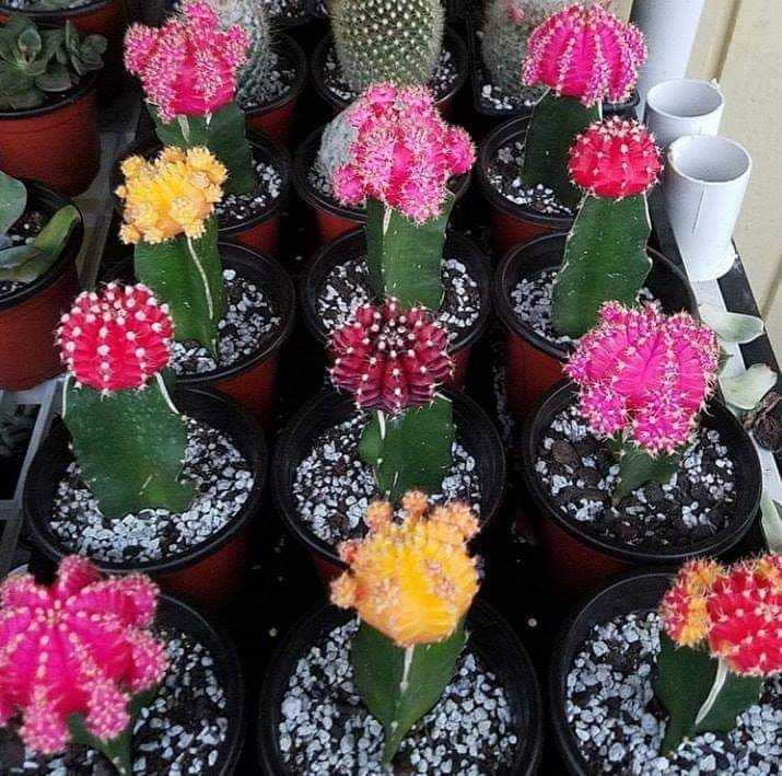 Plant Smart