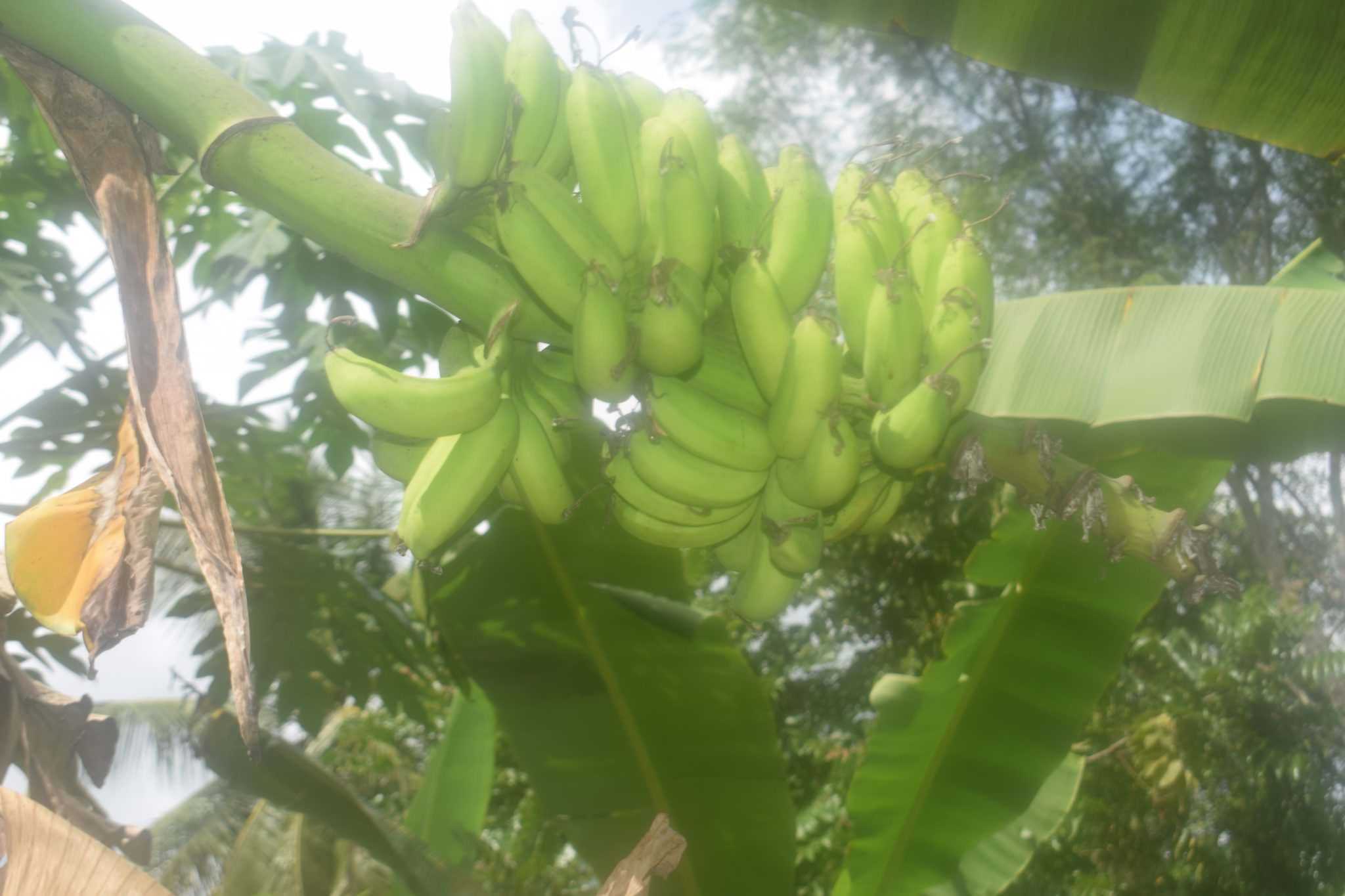 රම්යා කෙසෙල් වගාව