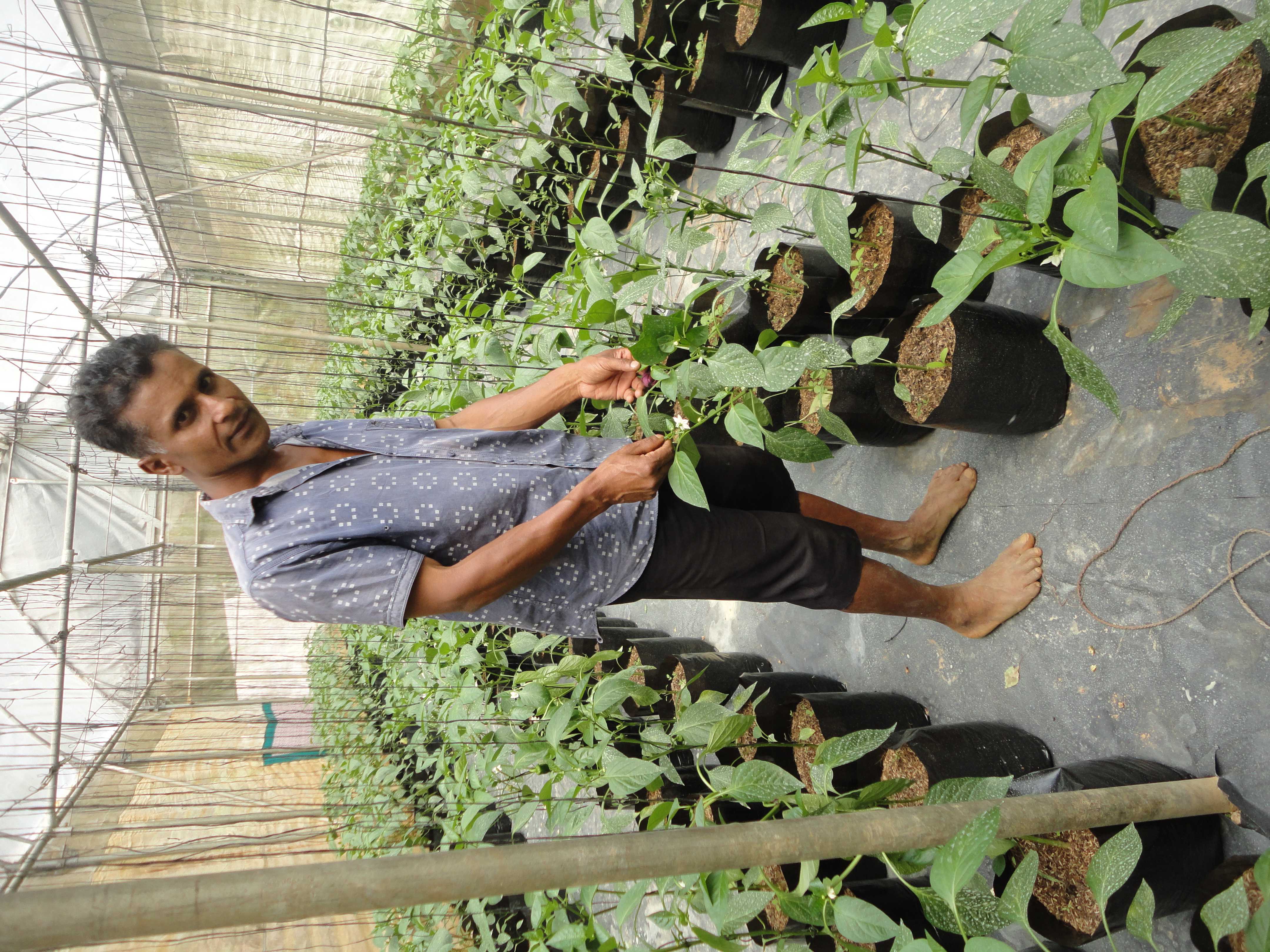 උපේක්ෂා හරිතාගාර නිෂ්පාදන