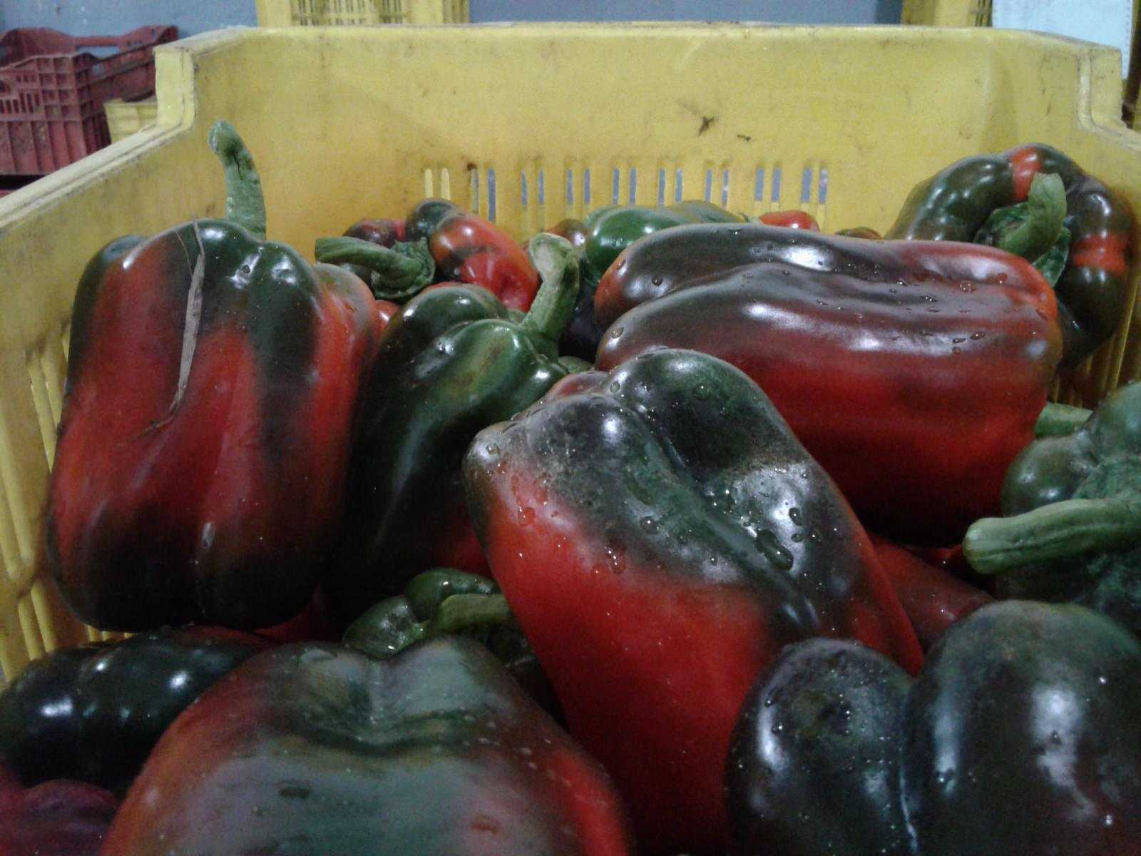Thilak Agri Products