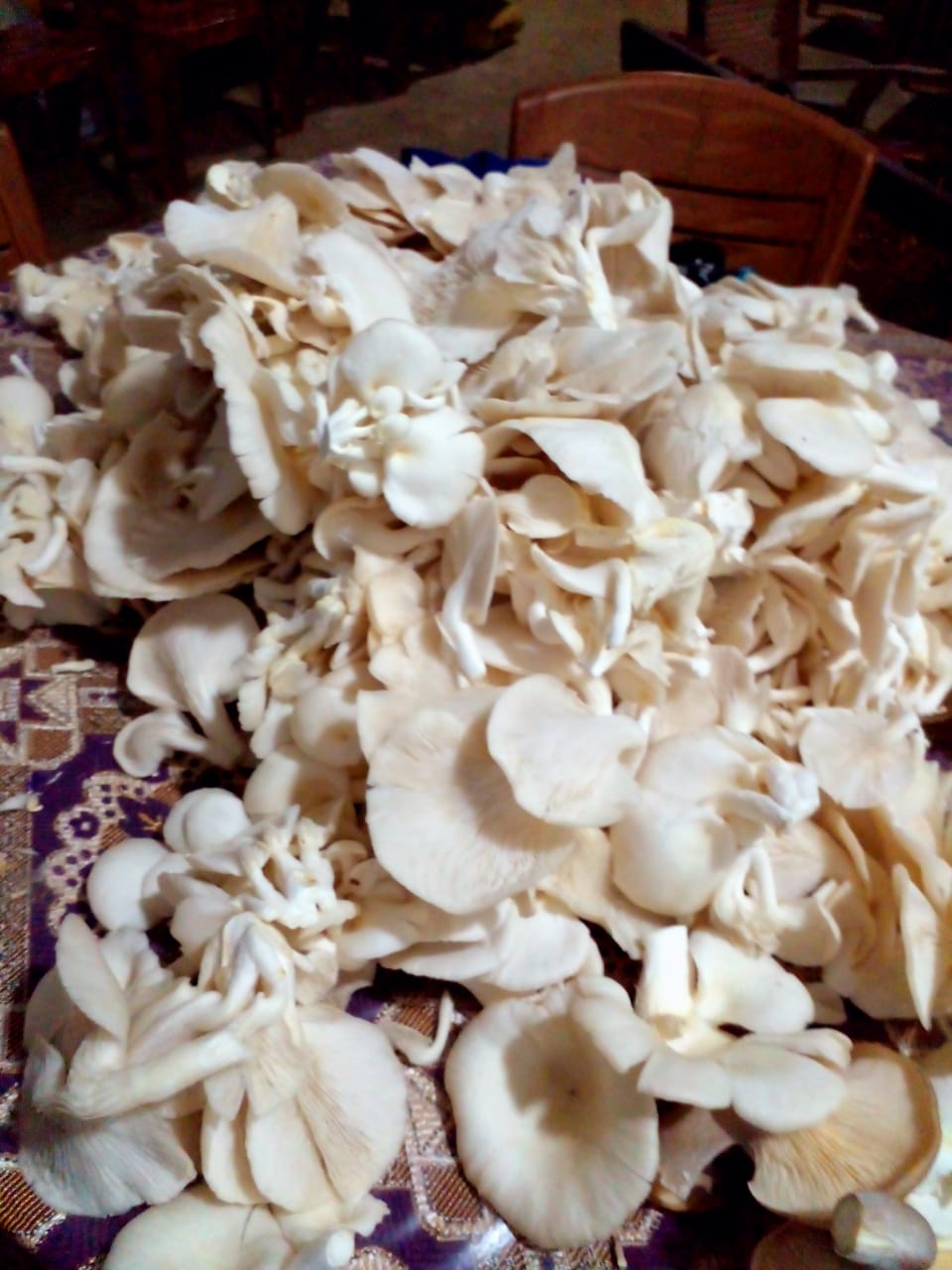 තෙනුක නිෂ්පාදන