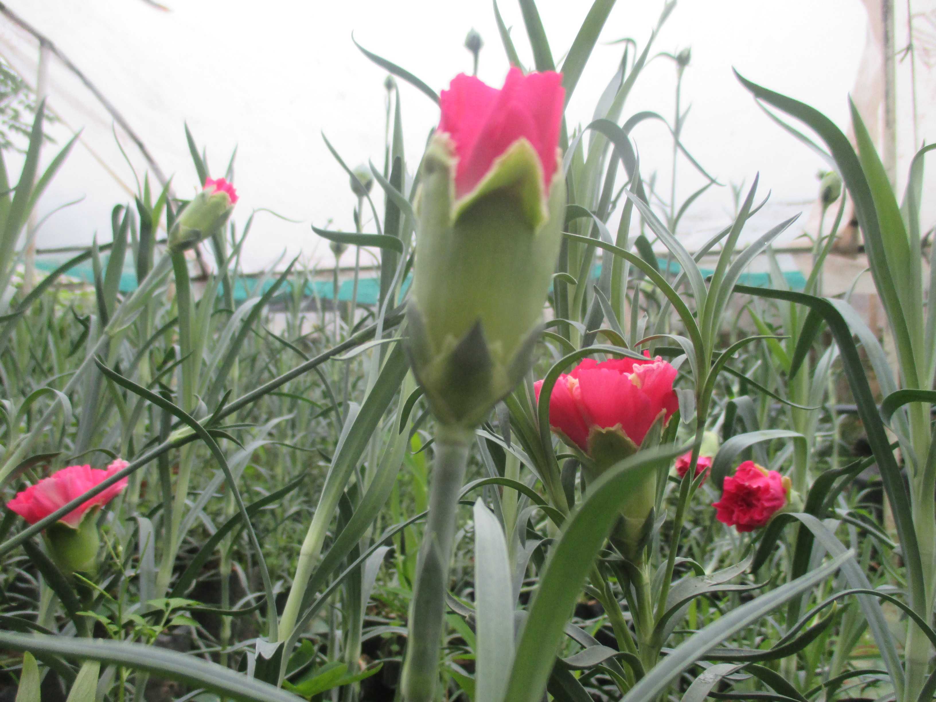 සිසිකිරණ කැපුම් මල් ව්‍යාපෘතිය                                                                                 Sisikirana Cut Flower project