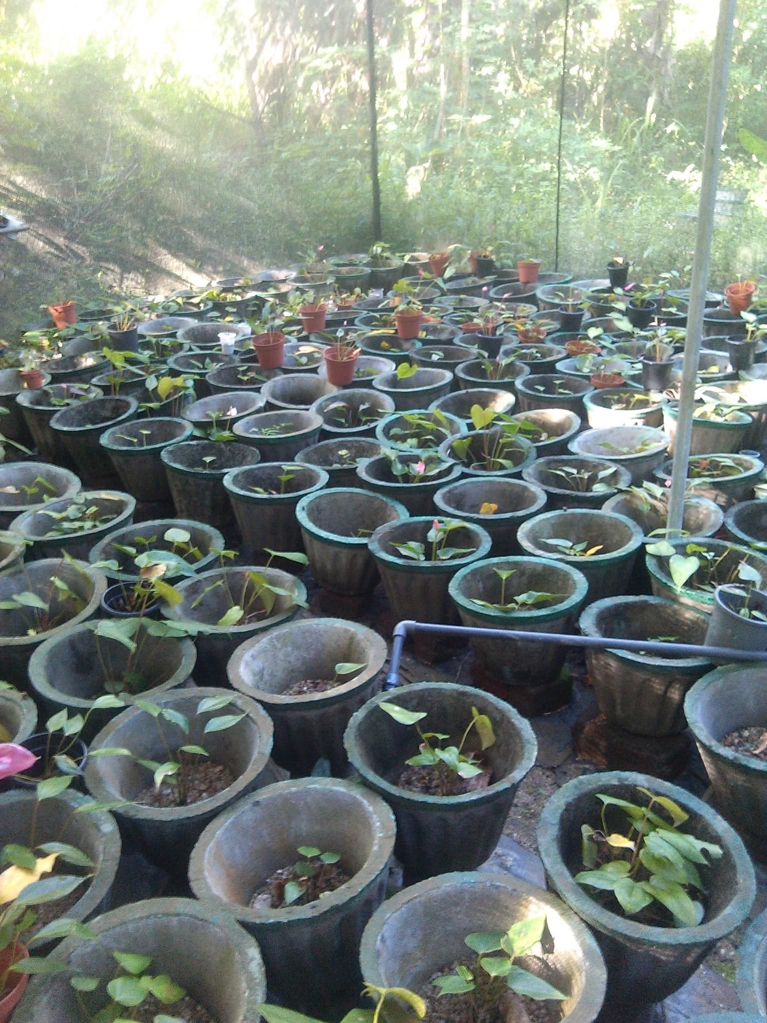 සම්පත් මල් ,විසිතුරු පැල (Pubudu Flower Nursery)
