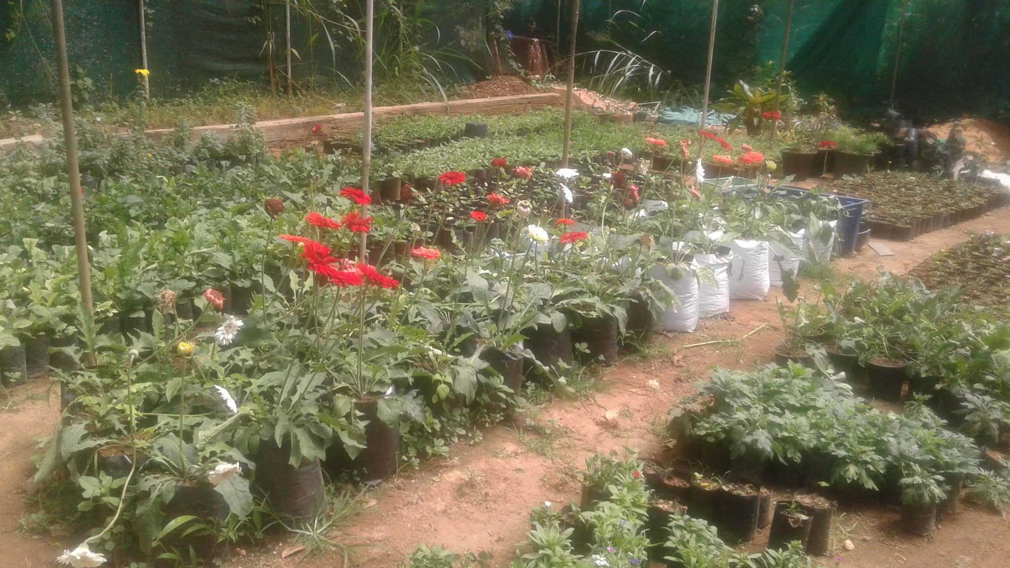 Vikasitha Rose Garden