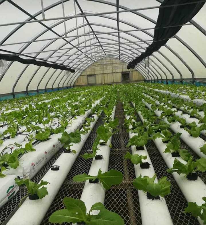 Plants Nursery