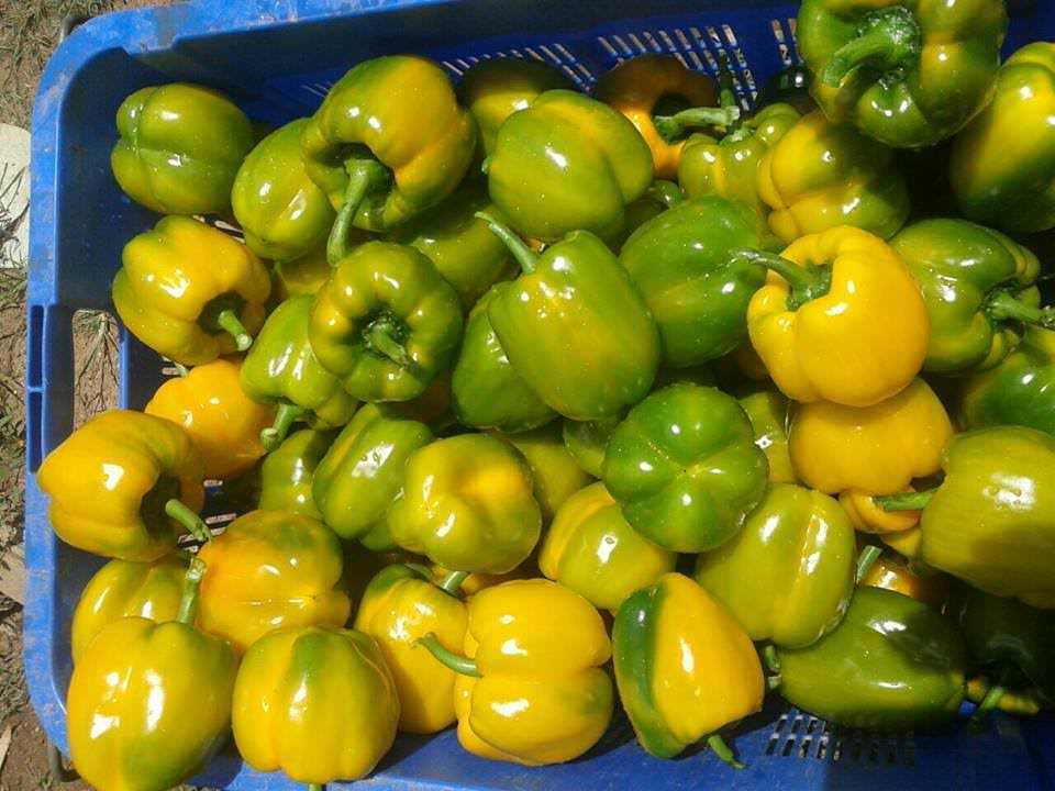 Danuli Fresh Vegetables Supplier
