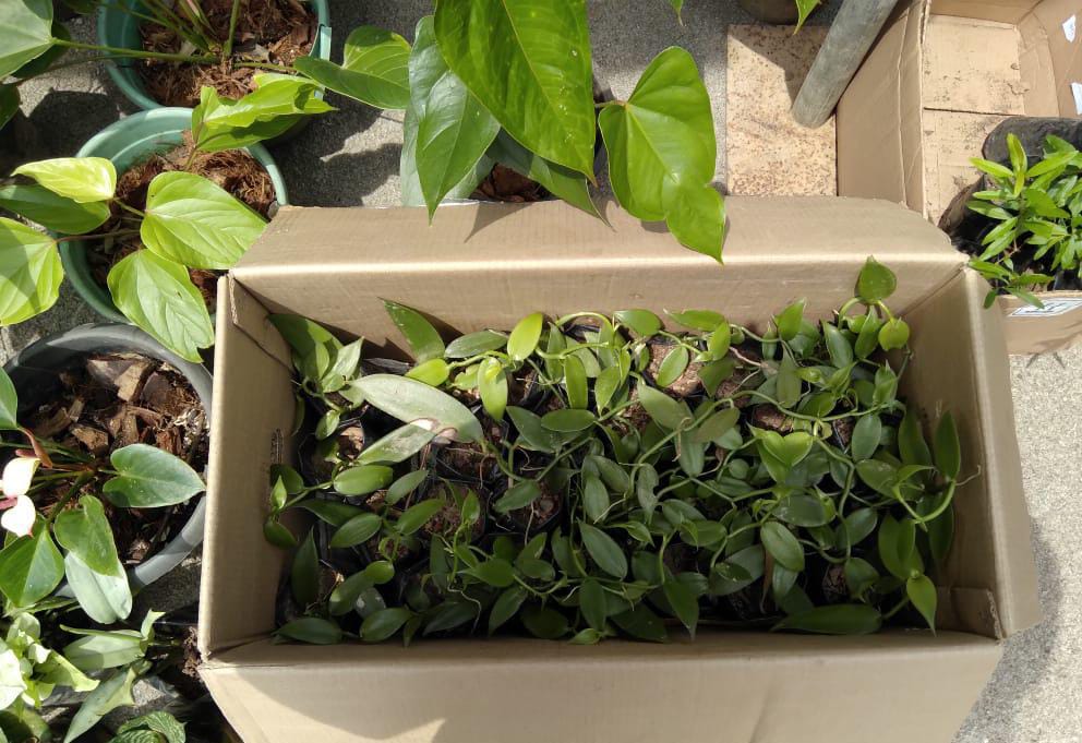 මල් හා පළතුරු