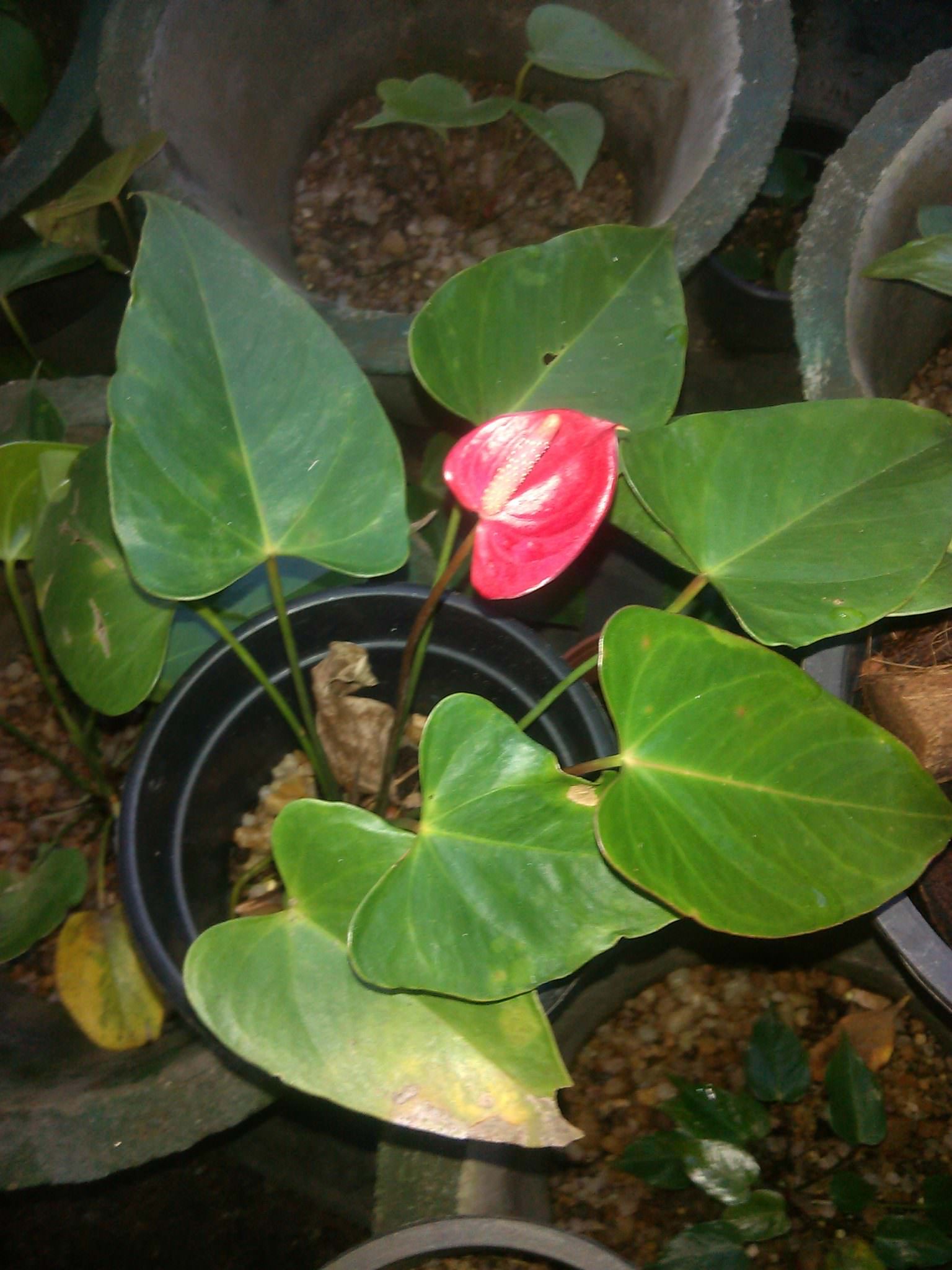 සම්පත් මල් ,විසිතුරු පැල (Pubudu Flower Nursery)