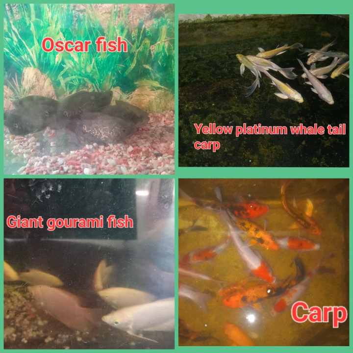 මින් රූසිරි මින් මැදුර (Min rusiri aquarium)