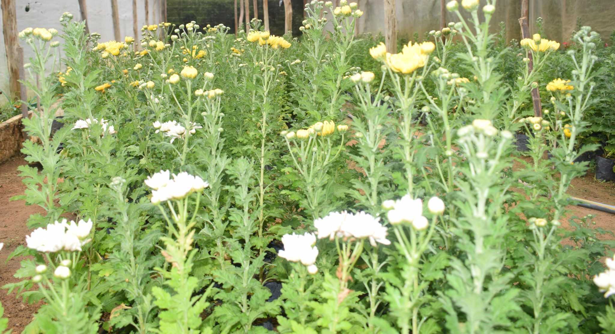 Mihiroda rose plants nursery