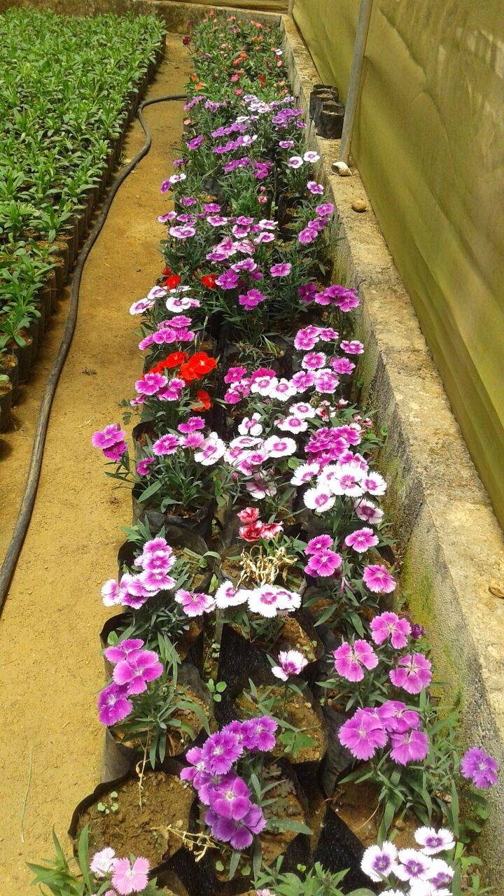 SANDALI  NURSERY