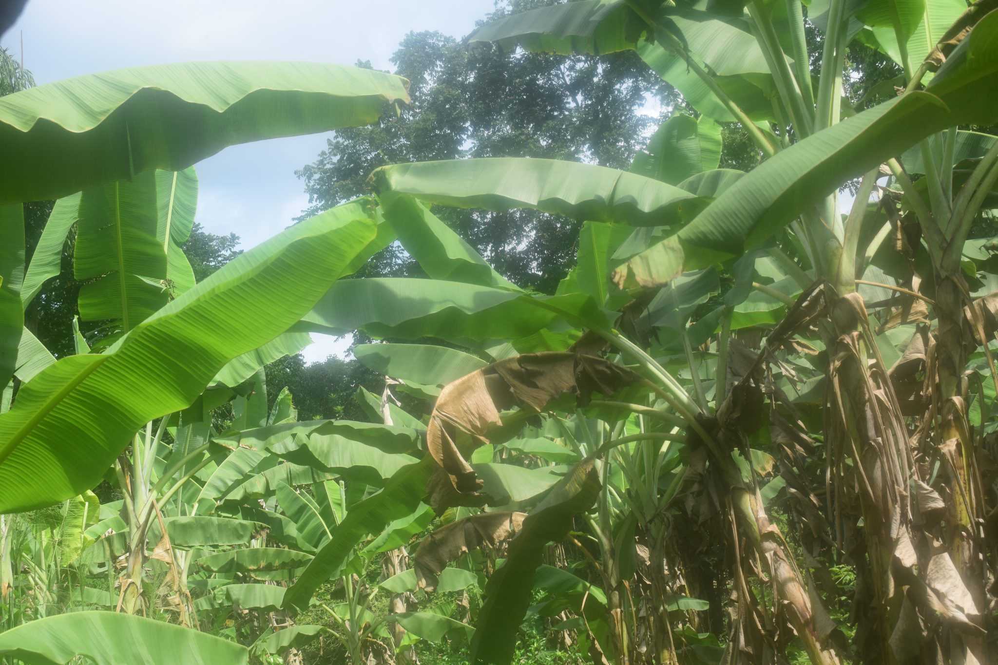 රම්යා කෙසෙල් වගාව