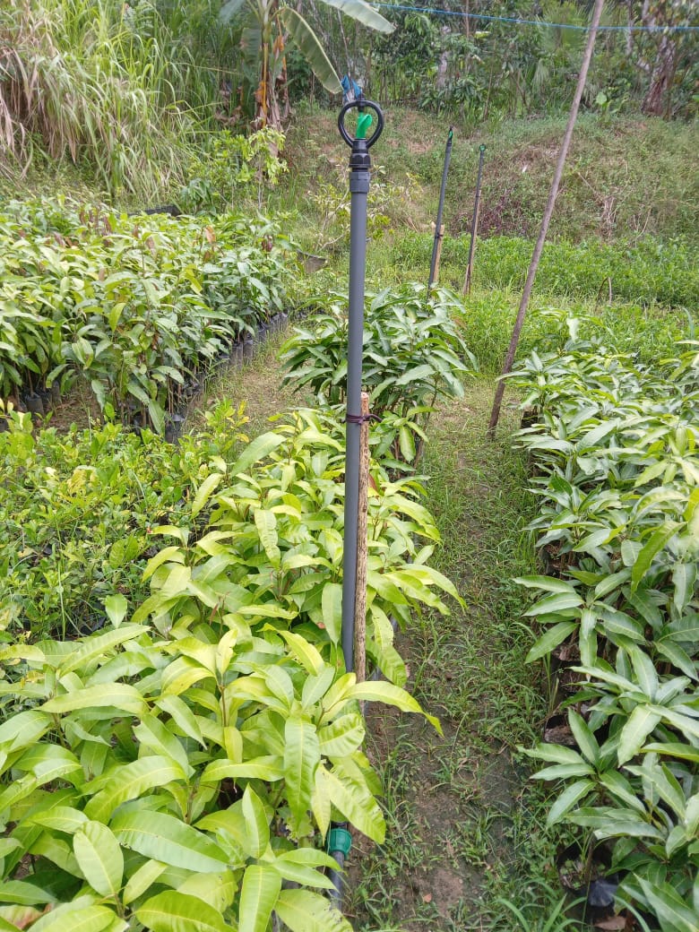 චන්දි පැල තවාන
