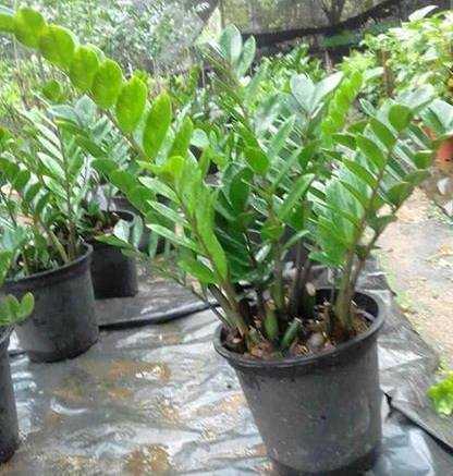 සවිදු සදකැලුම් පැල නවාන