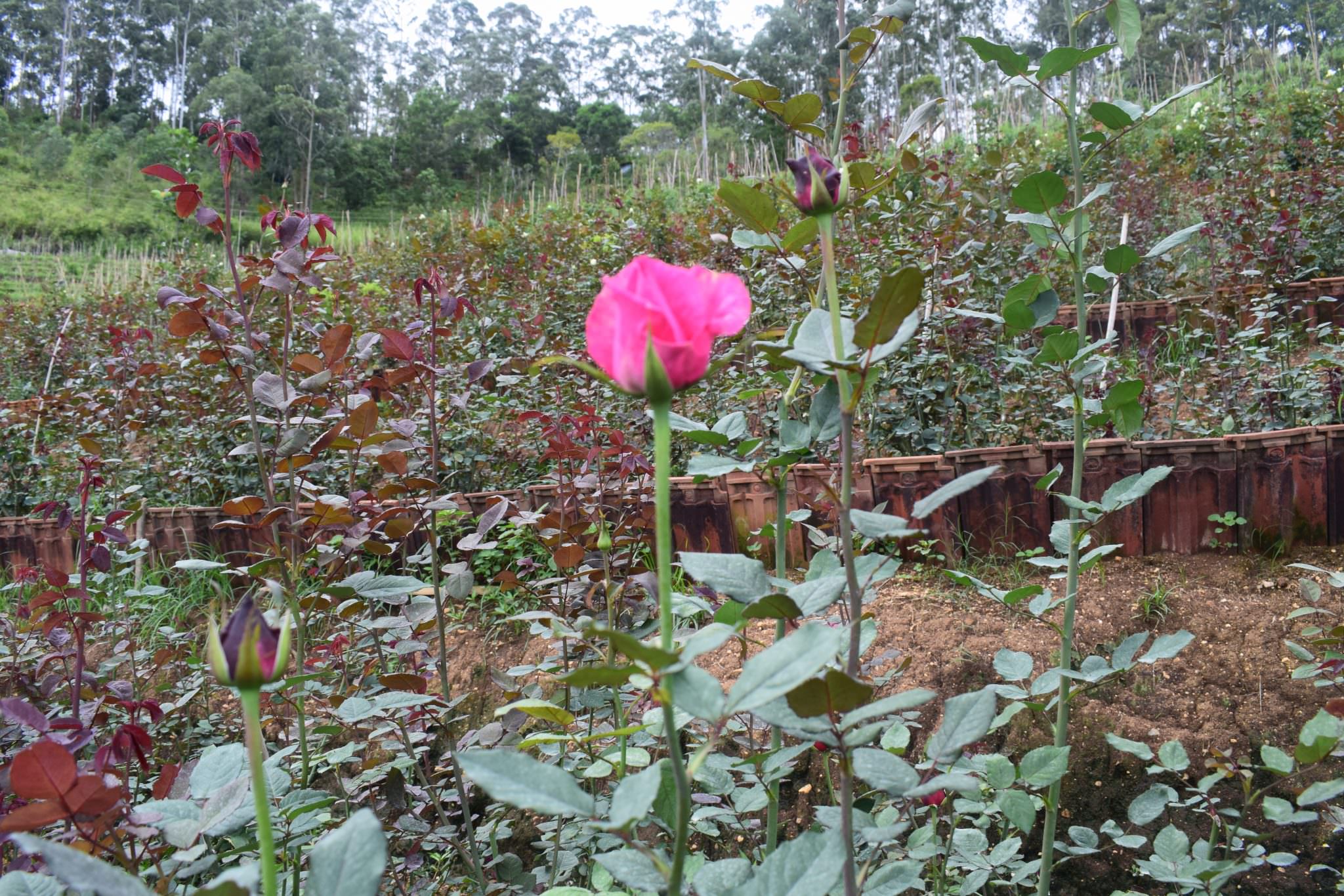 Anura Rose Plant Nursery