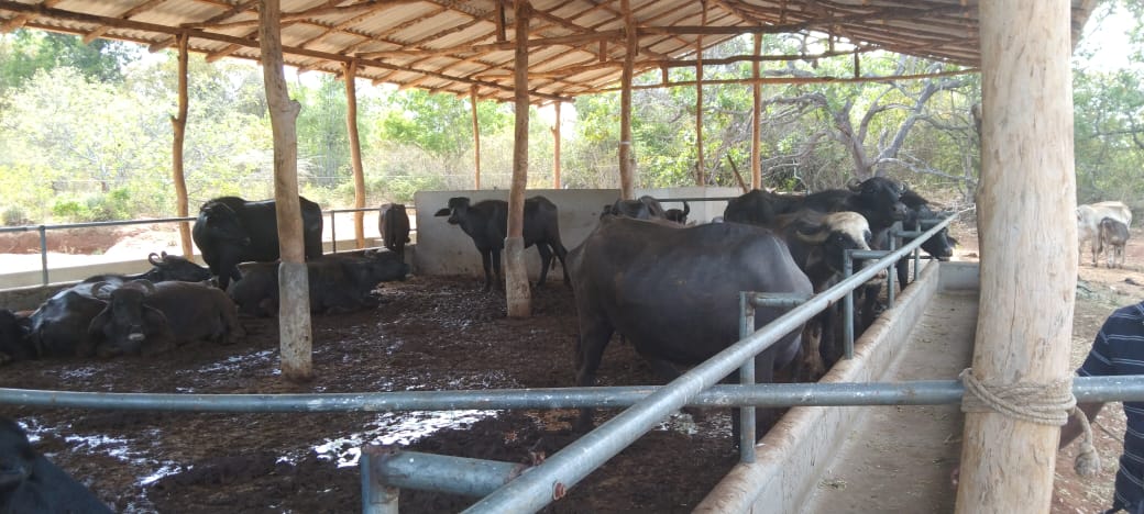 වසන්ත කිරි නිෂ්පාදන