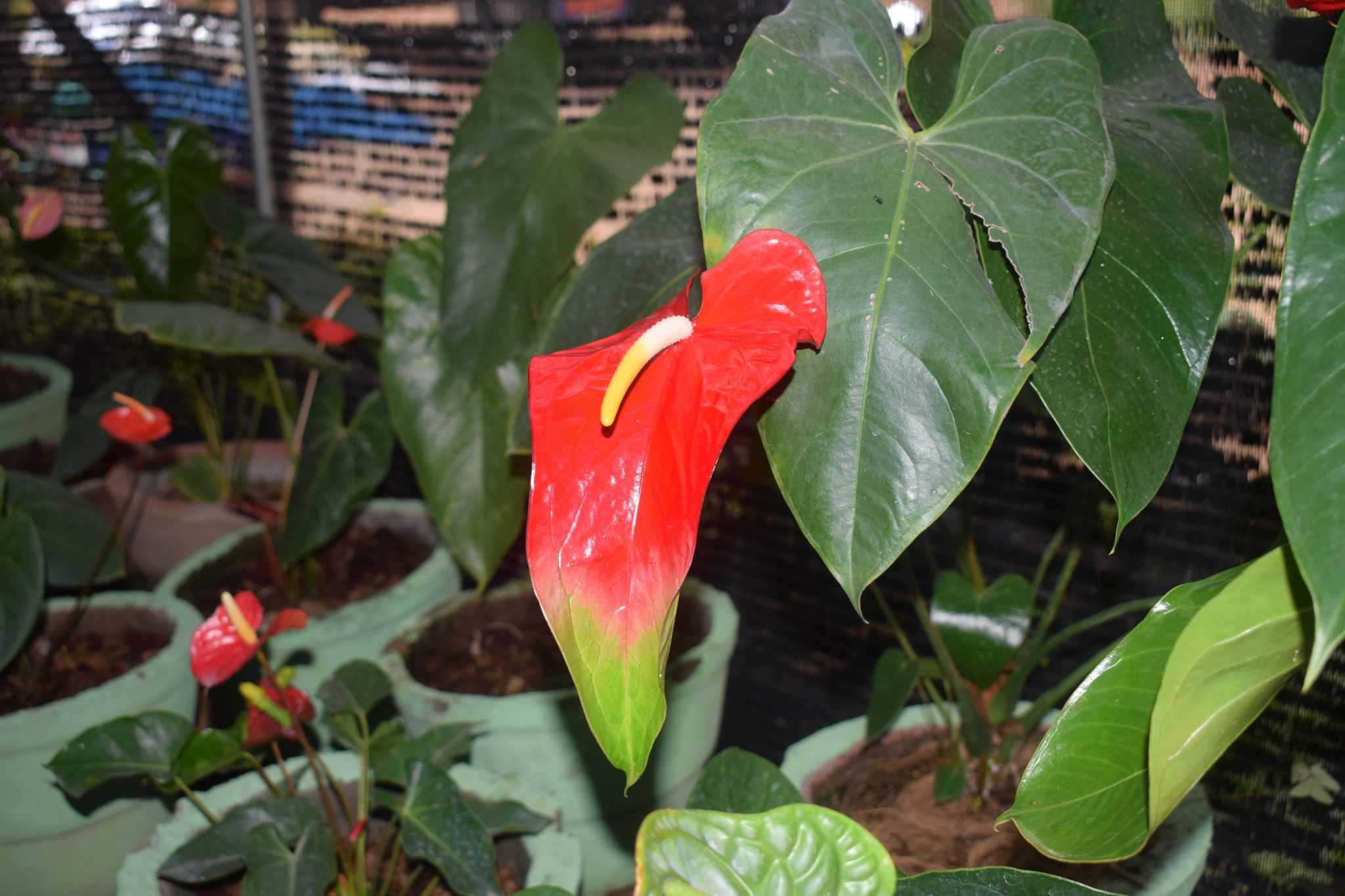 Isuru plant nursery