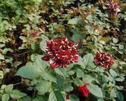 Omendi Cut Flowers