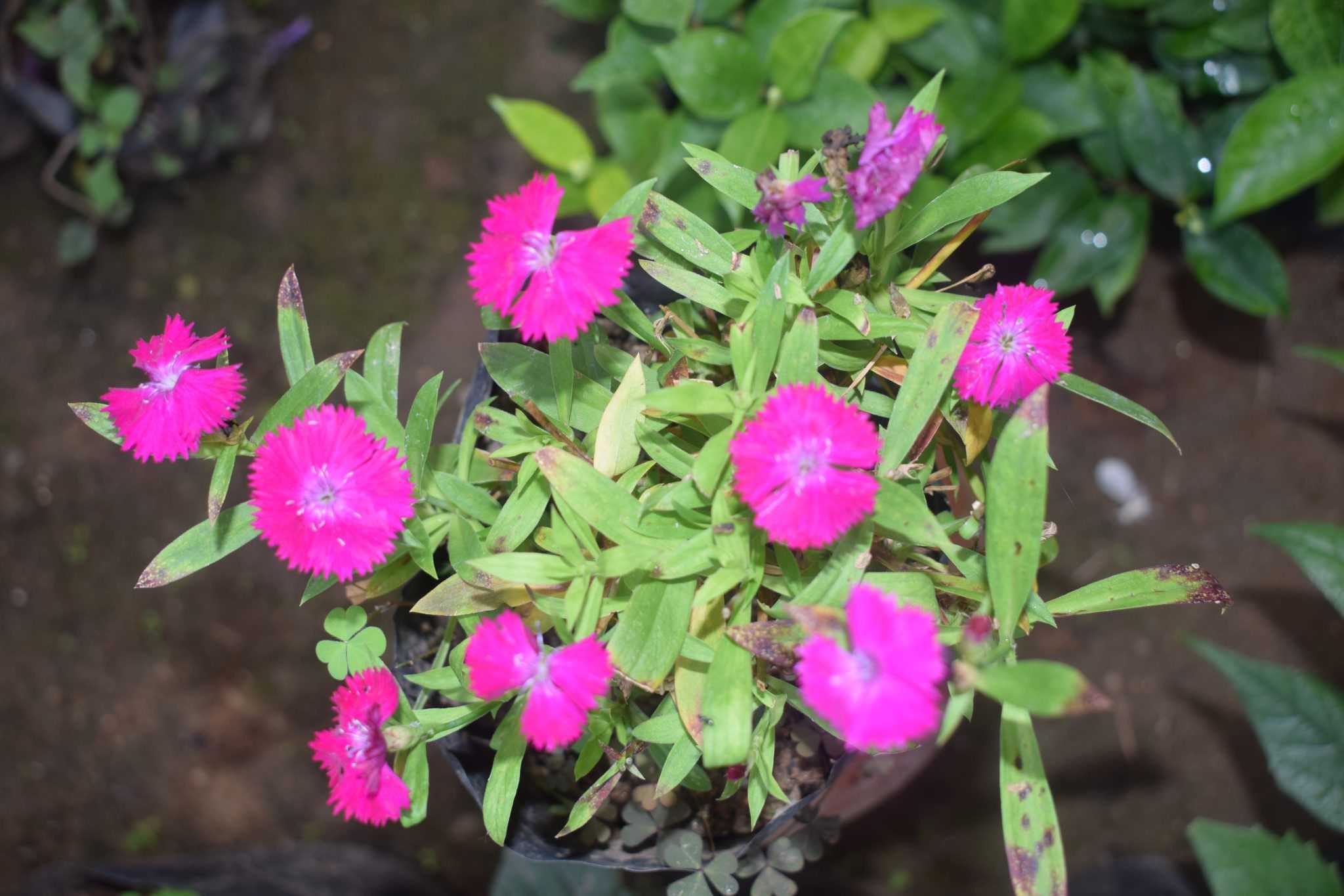 Flowery plant nursery
