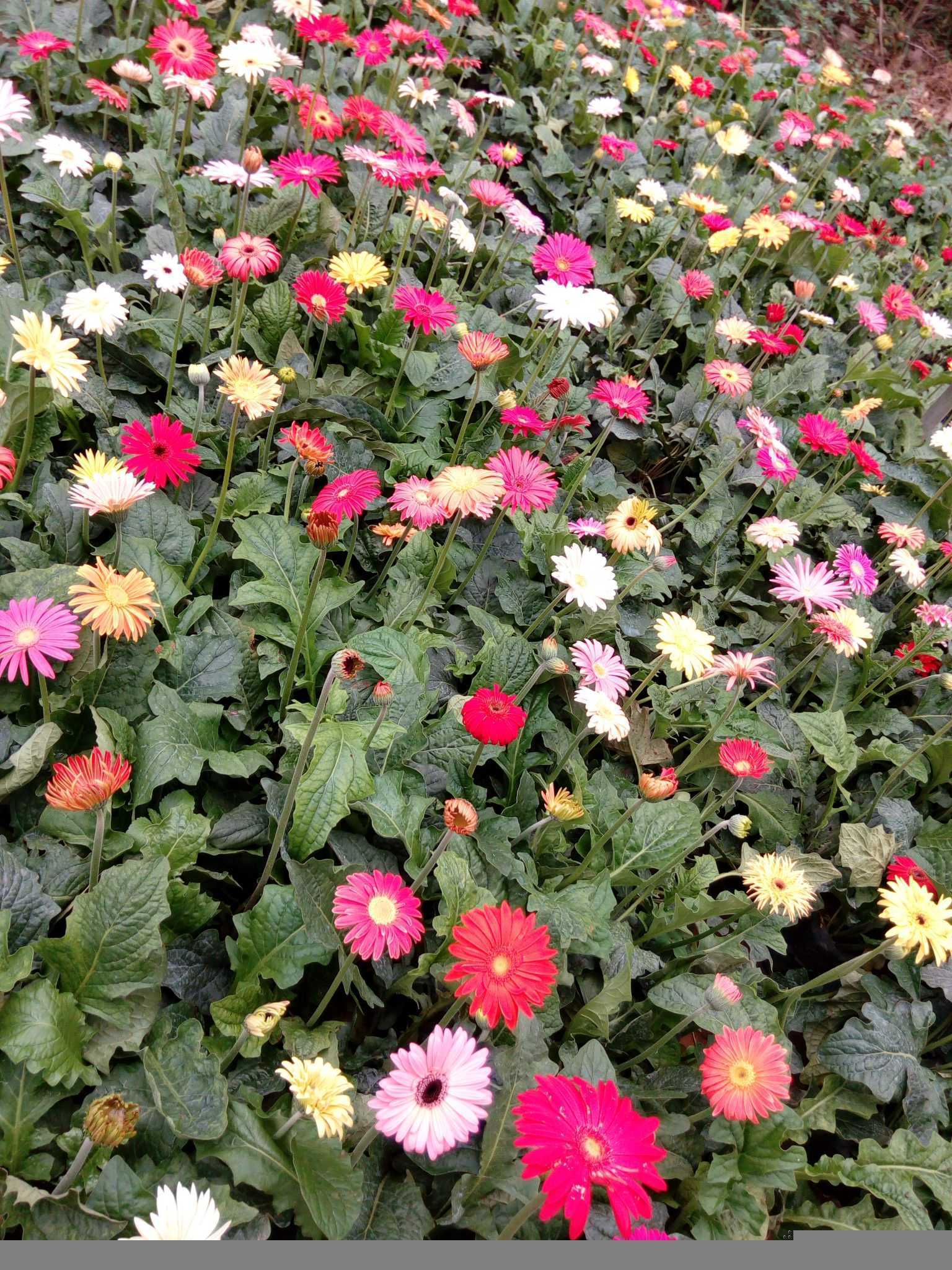 සිසිකිරණ මල් පැළ තවාන Sisikirana  Flower Plant Nursery