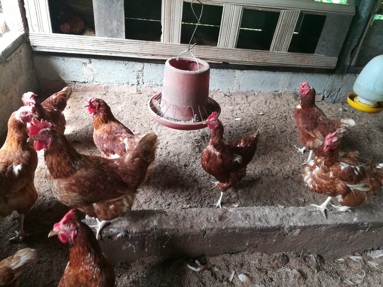 චන්න කුකුල් ගොවිපළ