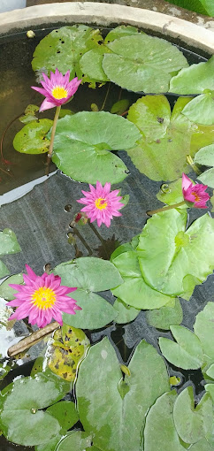 බ්ලූමින් ප්ලාන්ට්ස්