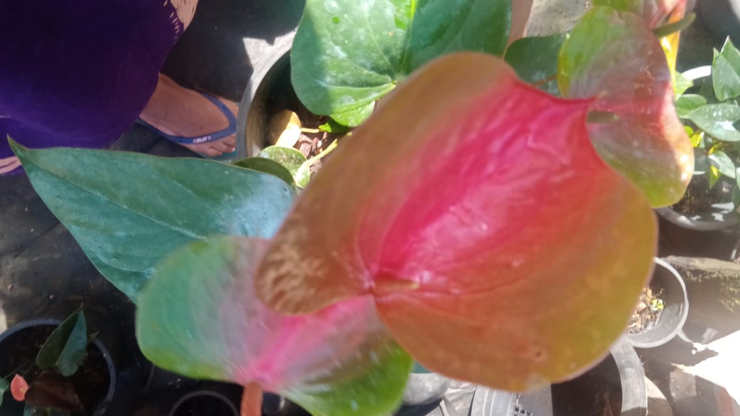 R.R.D. නදීකා ලක්මාලි