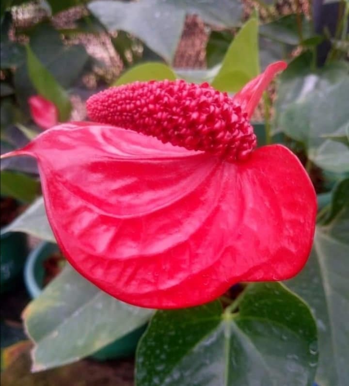 ඇන්තූරියම් ප්ලාන්ට්ස් දියතලාව