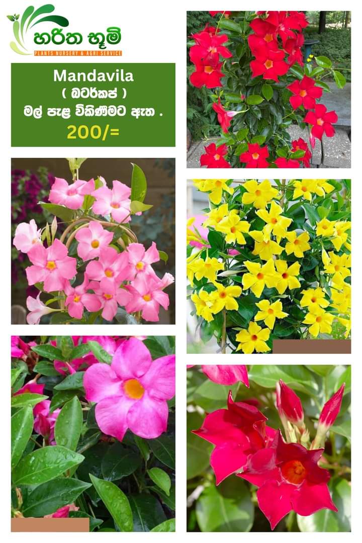 හරිත භූමි පැළ තවාන