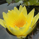 බ්ලූමින් ප්ලාන්ට්ස්