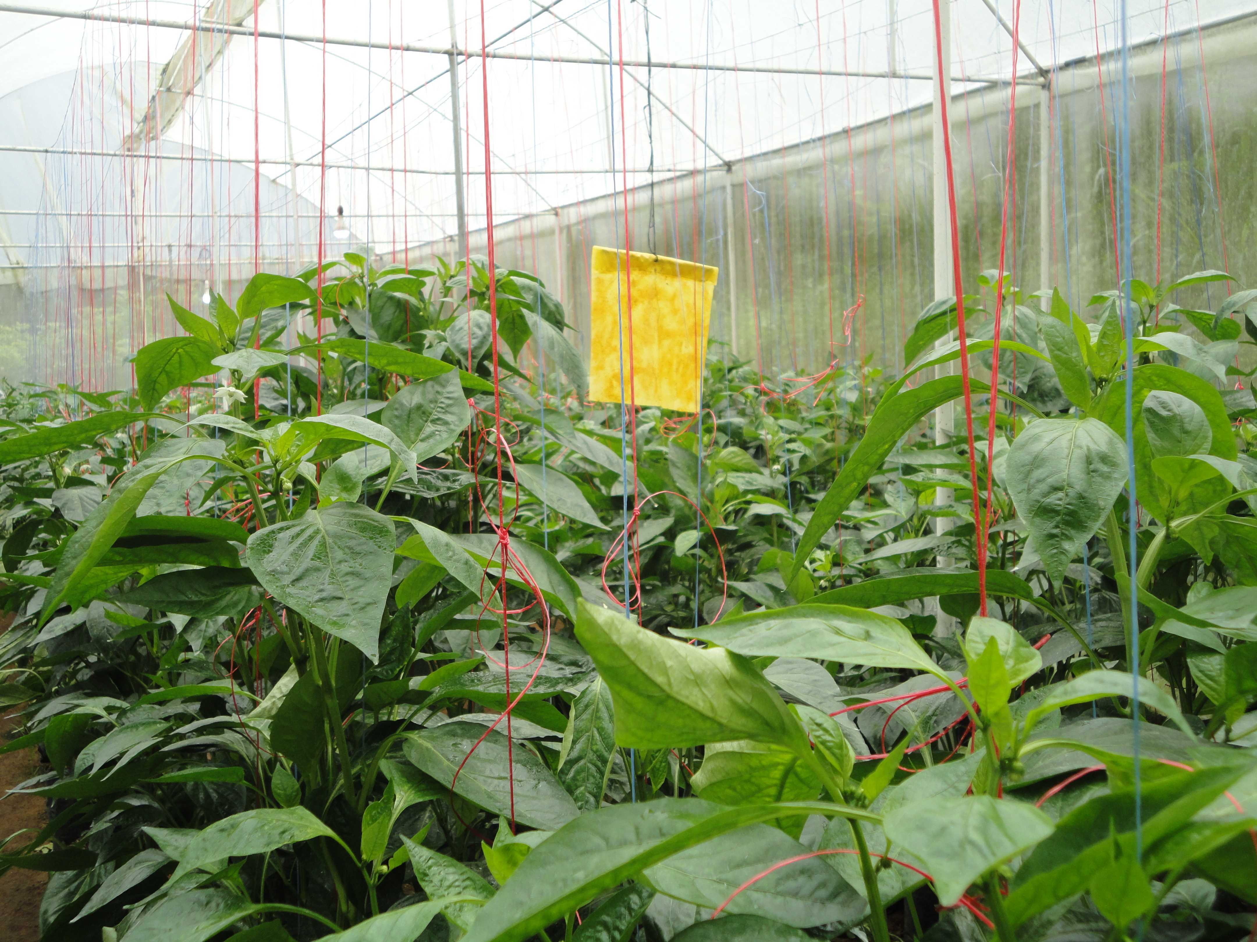 මල්ලිකා හරිතාගාර නිෂ්පාදන