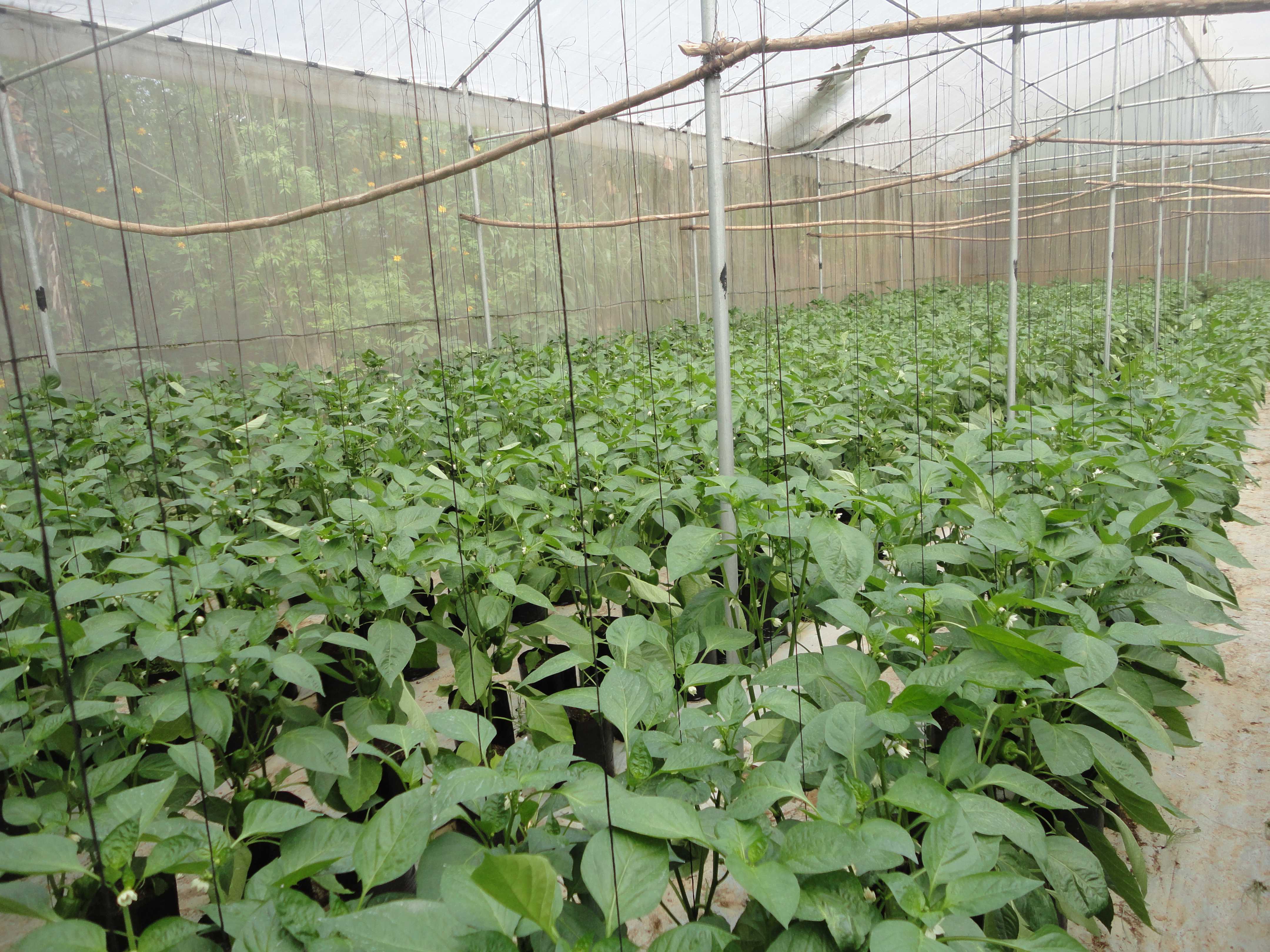 හරිතාගාර නිෂ්පාදන
