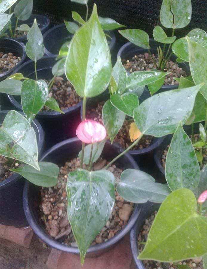 Pelwatte plant nursery