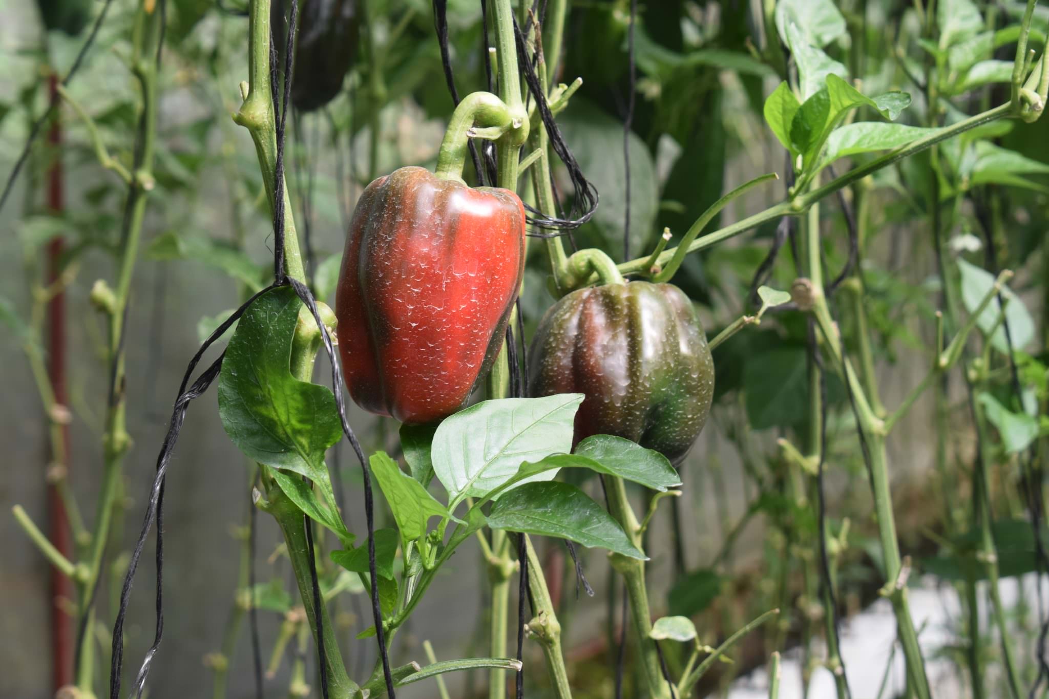 දිලුම් බෙල්පෙපර්ස්