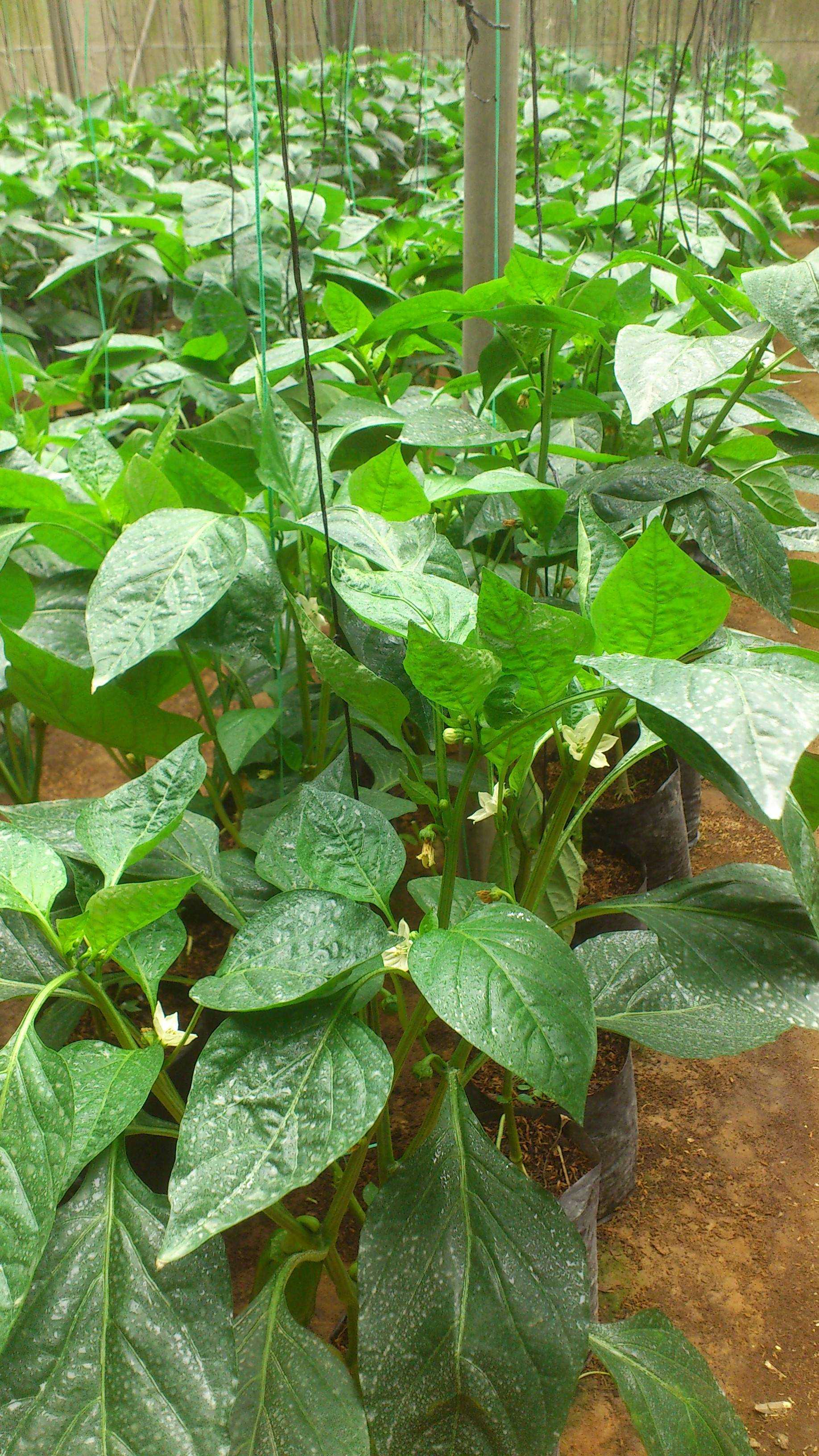 Tharindu Green House Products