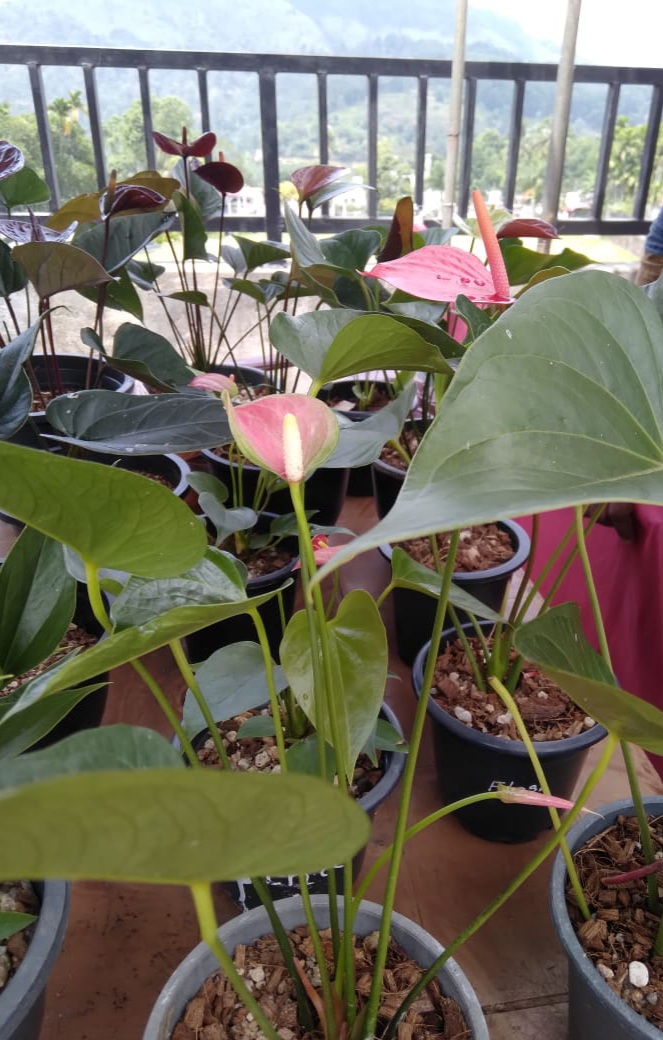 මහිදි